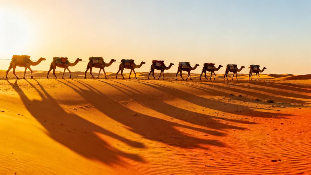 Caravane de chameaux sur des dunes dorées au coucher du soleil