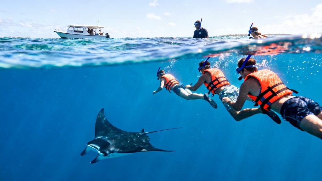 Snorkeling encadré avec raie manta en eau claire