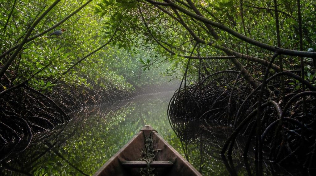 Navigation dans une mangrove tropicale paisible